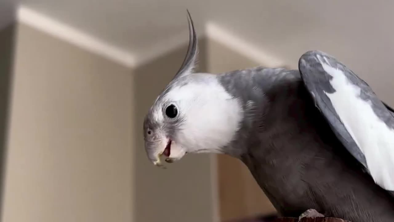 Hobby cockatoo