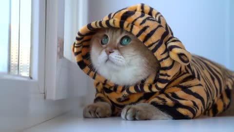 Cute tiger Hosico