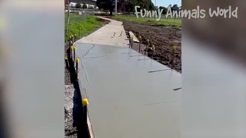 Funny and Cute Animal moments Video Compilation #4