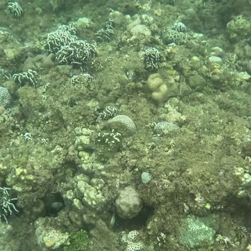 Snorkeling Over Nature’s Comeback, A Reef Revival