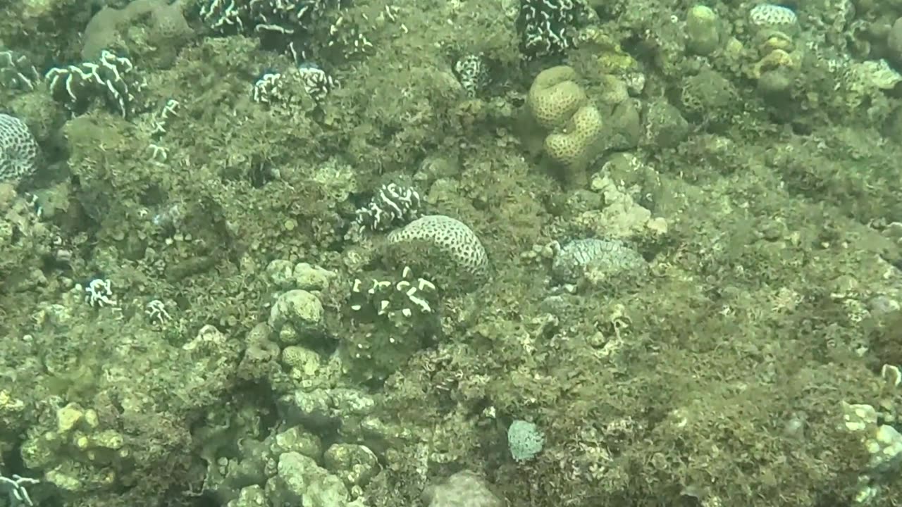 Snorkeling Over Nature’s Comeback, A Reef Revival