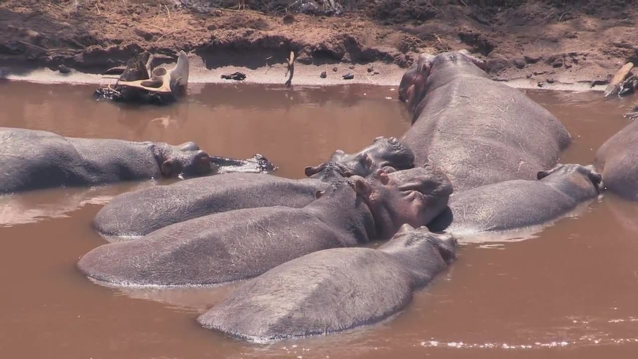 Hippopotamus