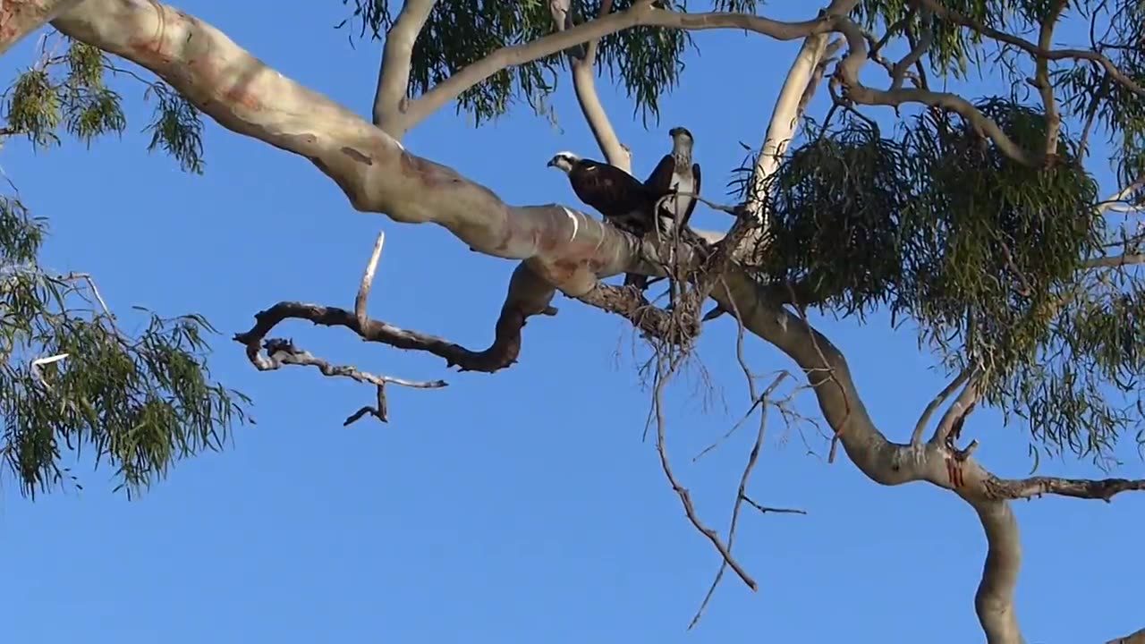 Sea Ospreys Nest Building