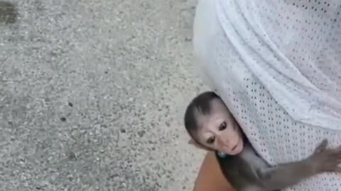 Little monkey with child