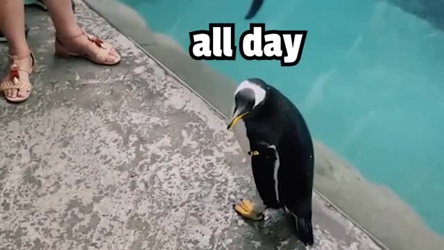 Twitter employees being fired through the eyes of a penguin