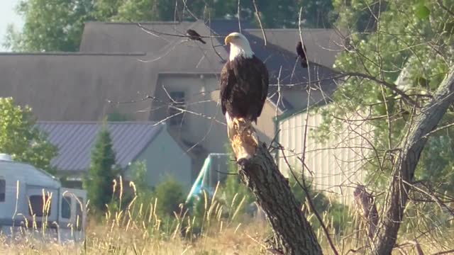 Eagles Enjoy The Day