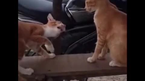 Funny cats