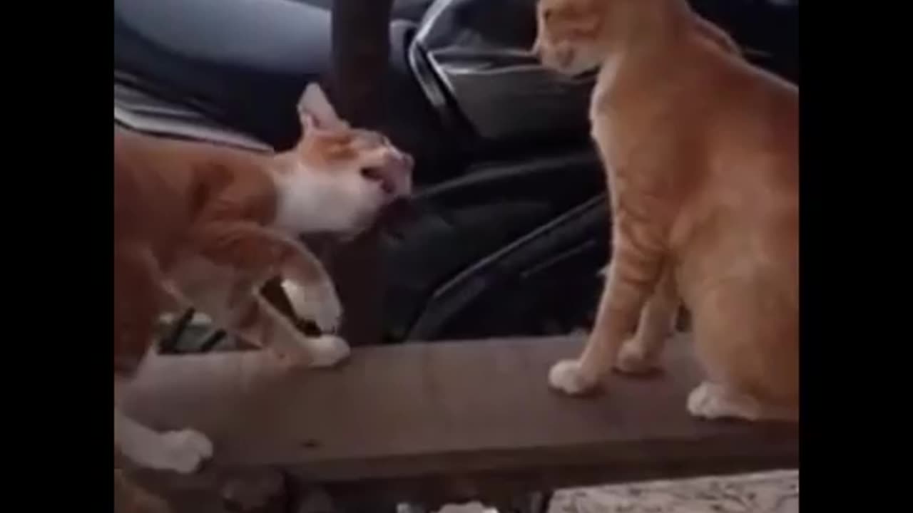 Funny cats