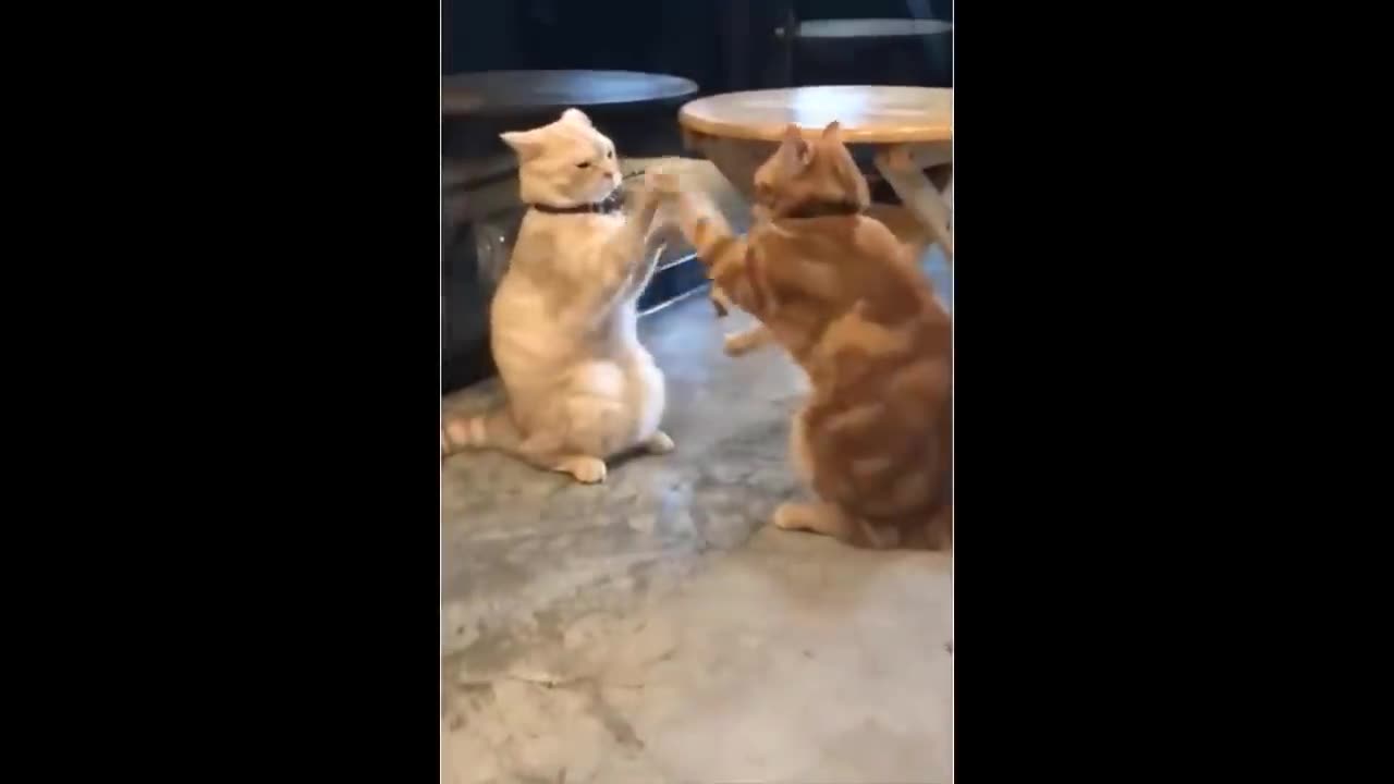 😂YOU LAUGH YOU LOSE! 😹Funny Moments Of Cats Videos Compilation - Funny Cats Life