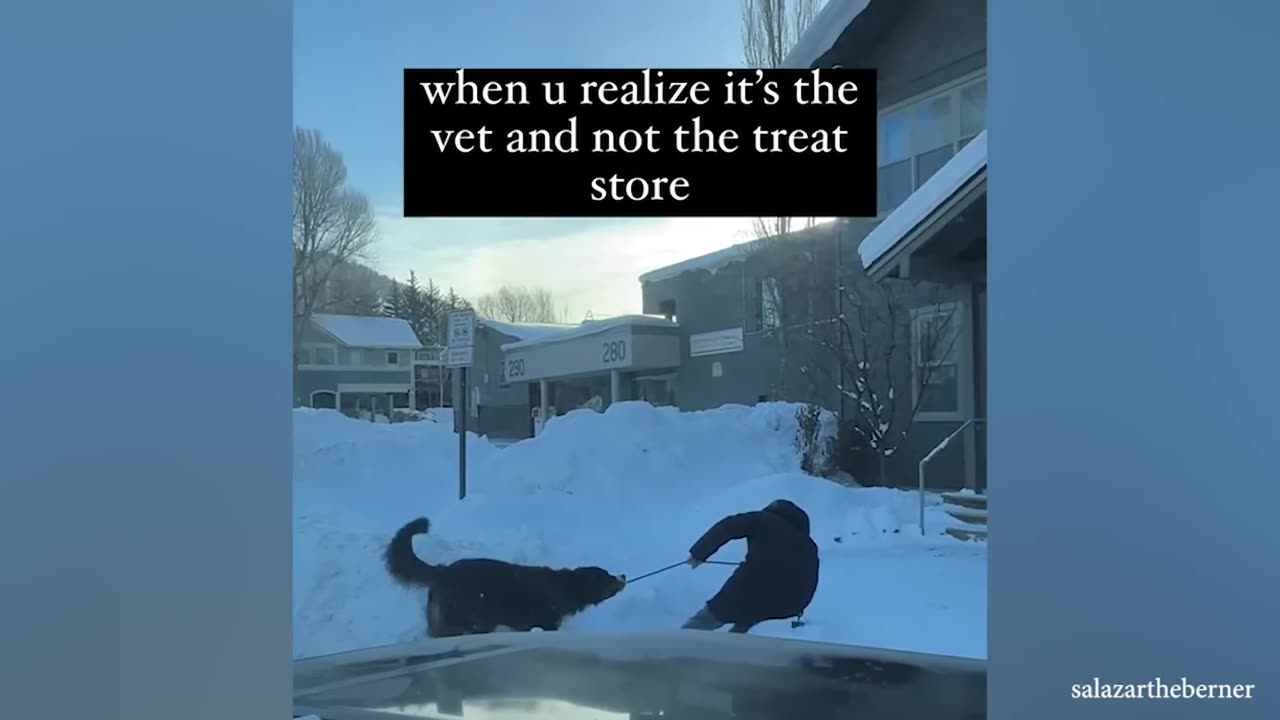 Husky's freaking out when realize he is in the vet 🤣 Funny Dog's Reaction