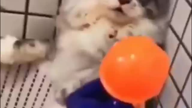 these pets are impossible