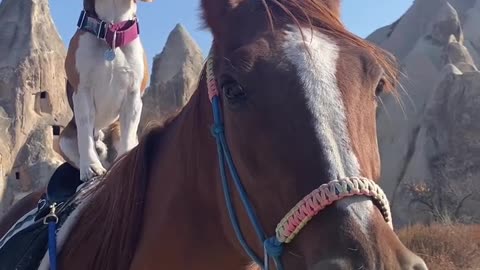 Horse and Dog 🐶 friendship