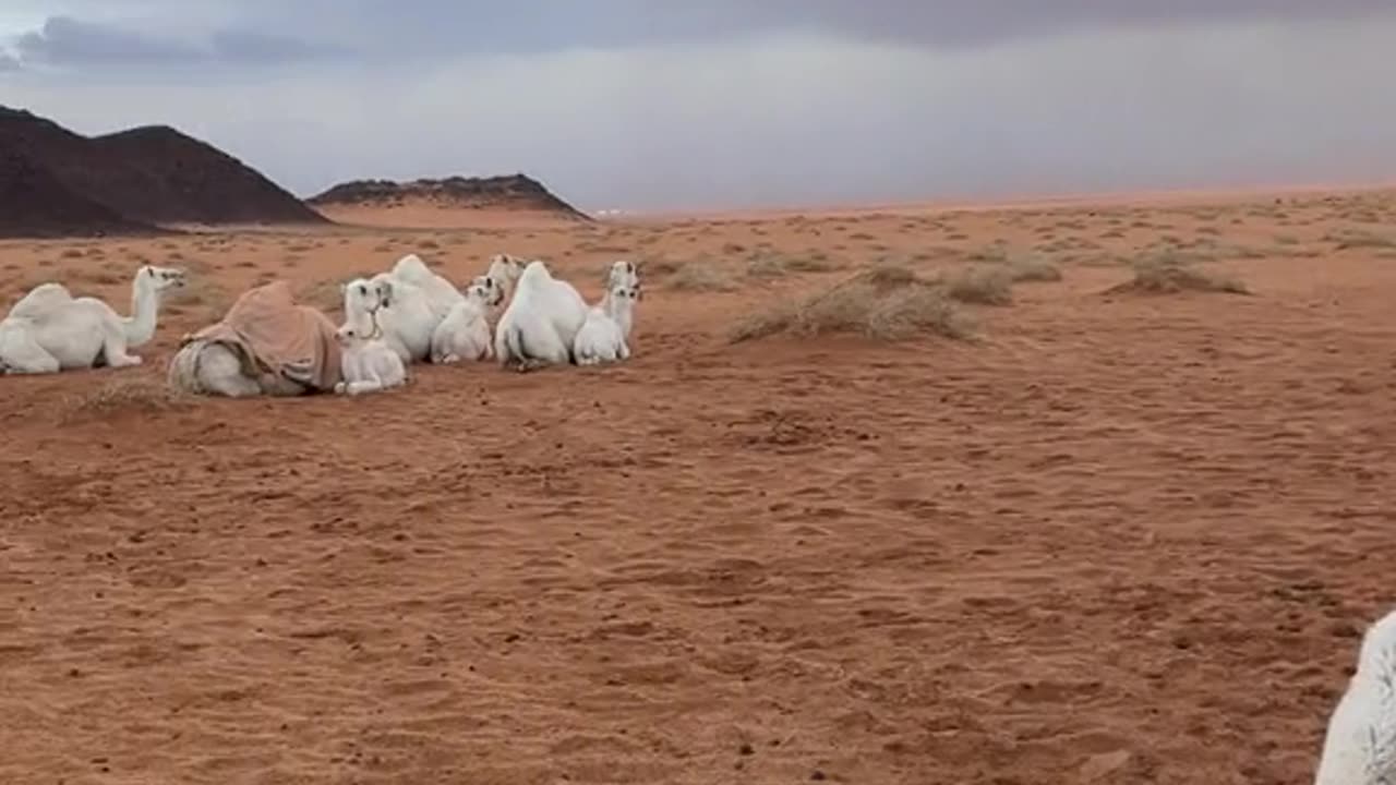 الجمال البيضاء في المملكة العربية السعودية