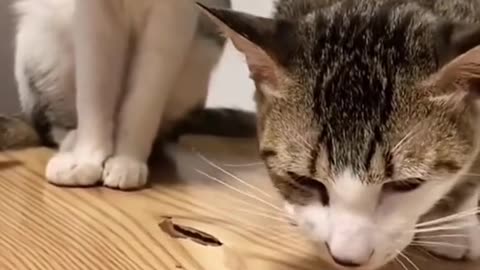 Funny cat videos 2023