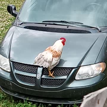 Rusty The Rooster 🐓