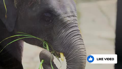 #Behavior#Chasing Elephants in the Jungle#Joy-Elephas