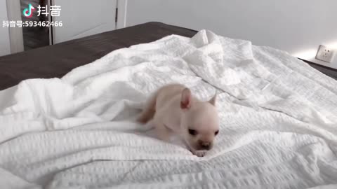 CUTE PUPPIES & DOGS VIDEO COMPILATION 1
