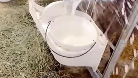 💯 Extreme TOUCHING animals pranks.🌹 lovely animals doing funny things 😃🥰😁