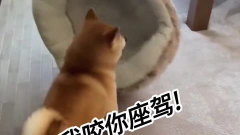 Funny Dog Videos | Funny Dog | Funny Dog Shorts | Funny Dog Prank