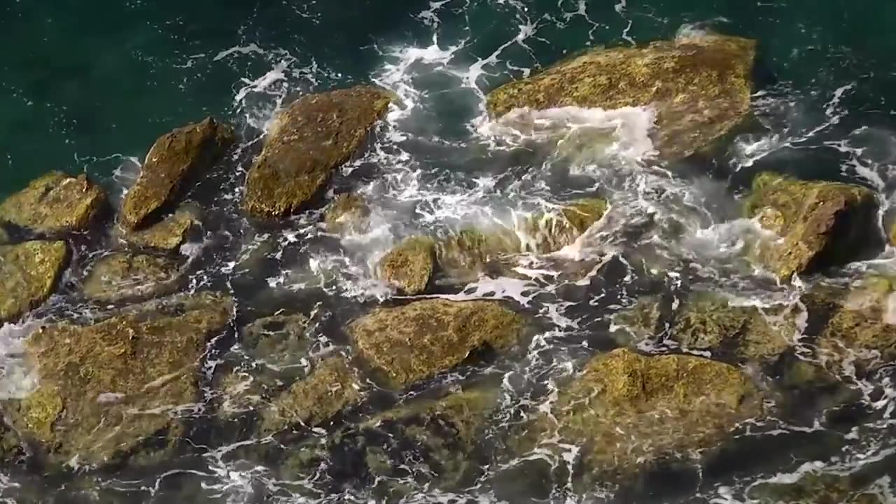 Exploring the Enchanting Seashore Habitat: A Captivating Video Journey