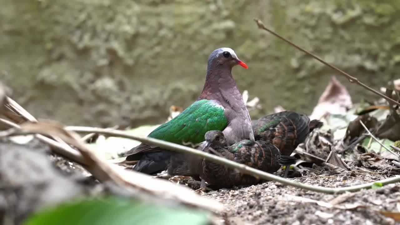 Strange Pigeon