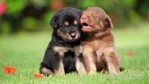 Cute Puppies