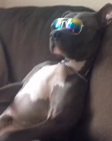 Cool Dog Sitting on the Couch
