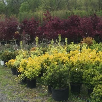 Quite please a secret about Democrats