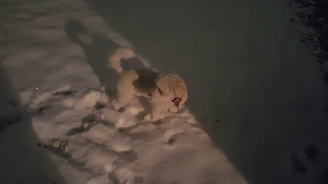 Sammy's First Snow