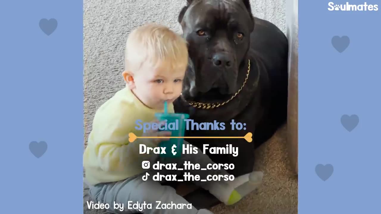 baby and dog friendship