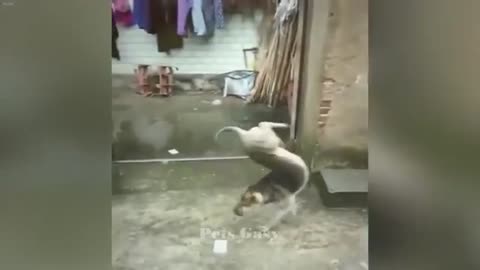 You Laugh You Lose😽🐶Hilarious Dogs and Cats 2024😽🐶