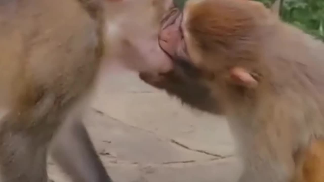 Monkey tenderness