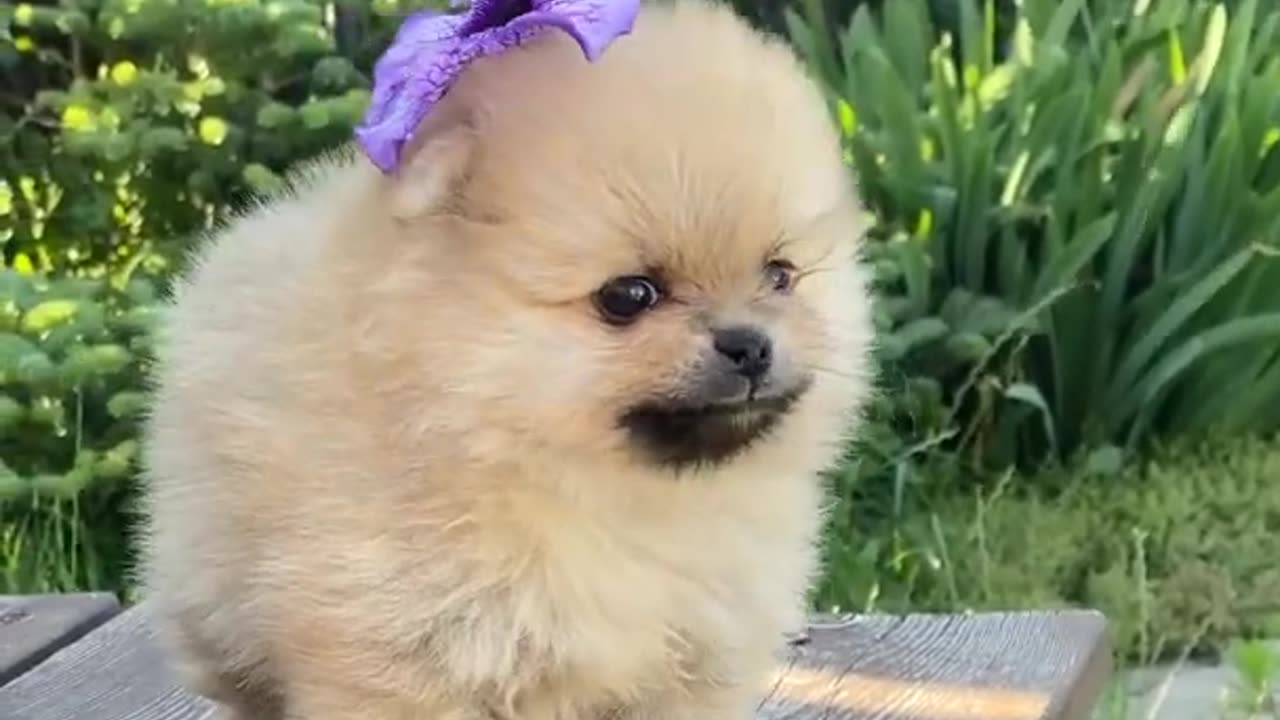 Cute baby dogs 😍| funny dogs videos #Shorts