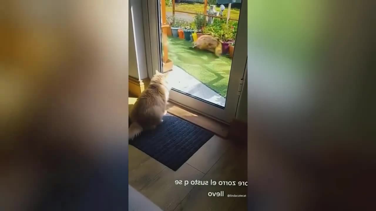 Funny Animal Videos 2023 🥰 - Funniest Dogs and Cats Videos 😁