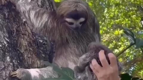 Talking to her [cool animals ]