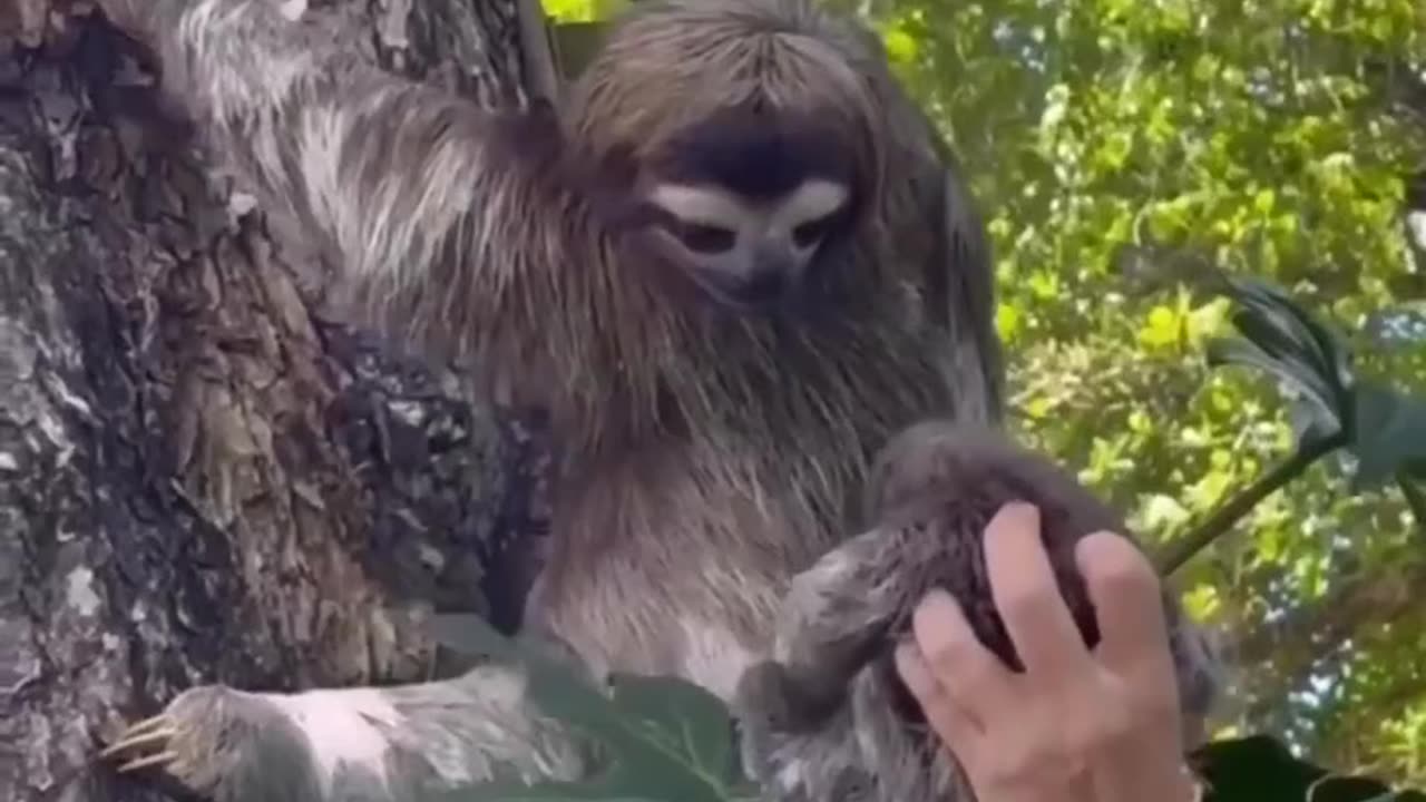 Talking to her [cool animals ]