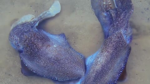 PAIR OF CUTTLEFISH