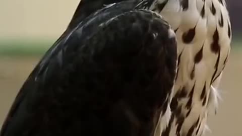 Funny Video of Peregrine Falkon