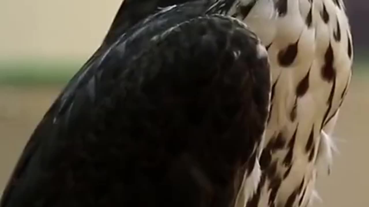 Funny Video of Peregrine Falkon