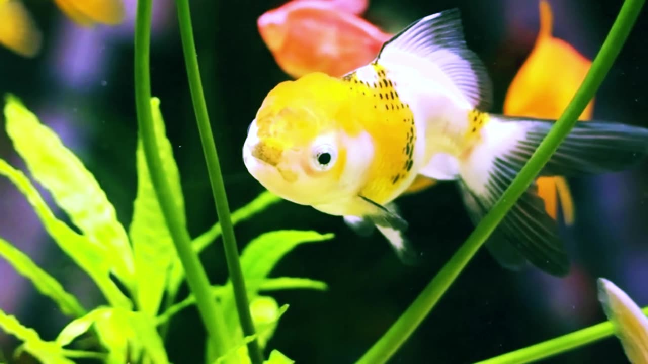Beauity full fishes