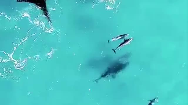 Big fish and small fish.