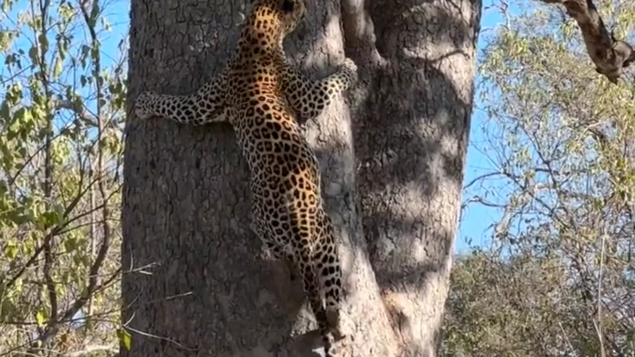 Leopard Climbs a Large Tree To Steal a Prey