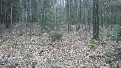 Northern Michigan trail cam 10 deep in the woods