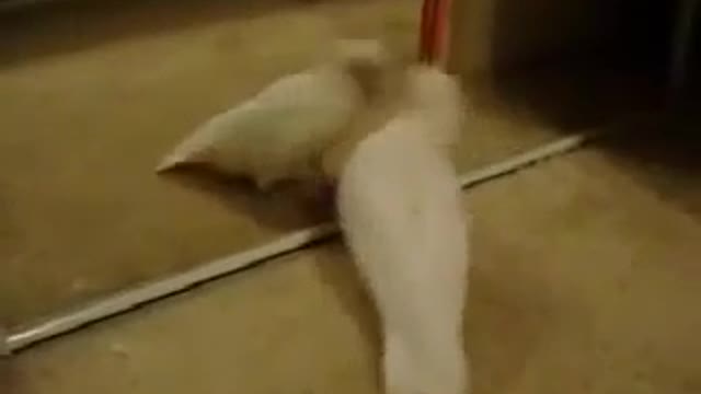 Funny Parrot Reaction When He See Himself In The Mirror Funny Birds