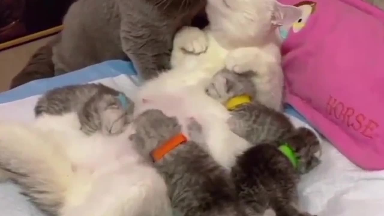 Cats-Amazing Cats-Funny cats