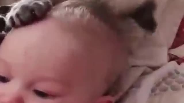 أطفال صغار يلعبون مع الققط