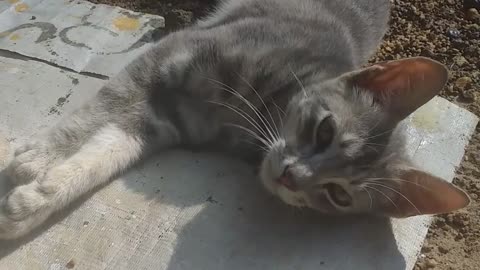 Playing Little Cute Cat