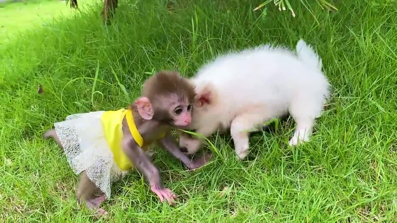 Baby monkey Bon Bon bath in the bathtub and playing with the puppy So cute