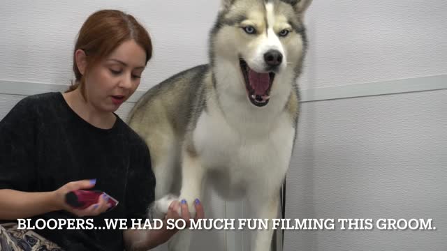 I'm sorry I lied to my subscribers