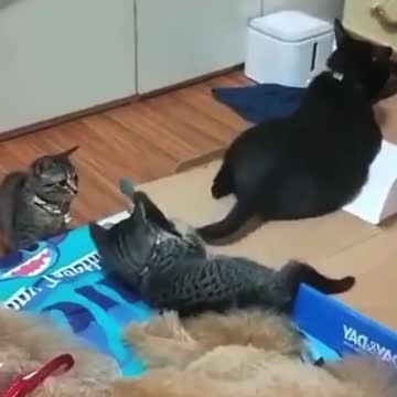 Play nice with the fam today.